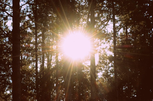 trees-1031780_640